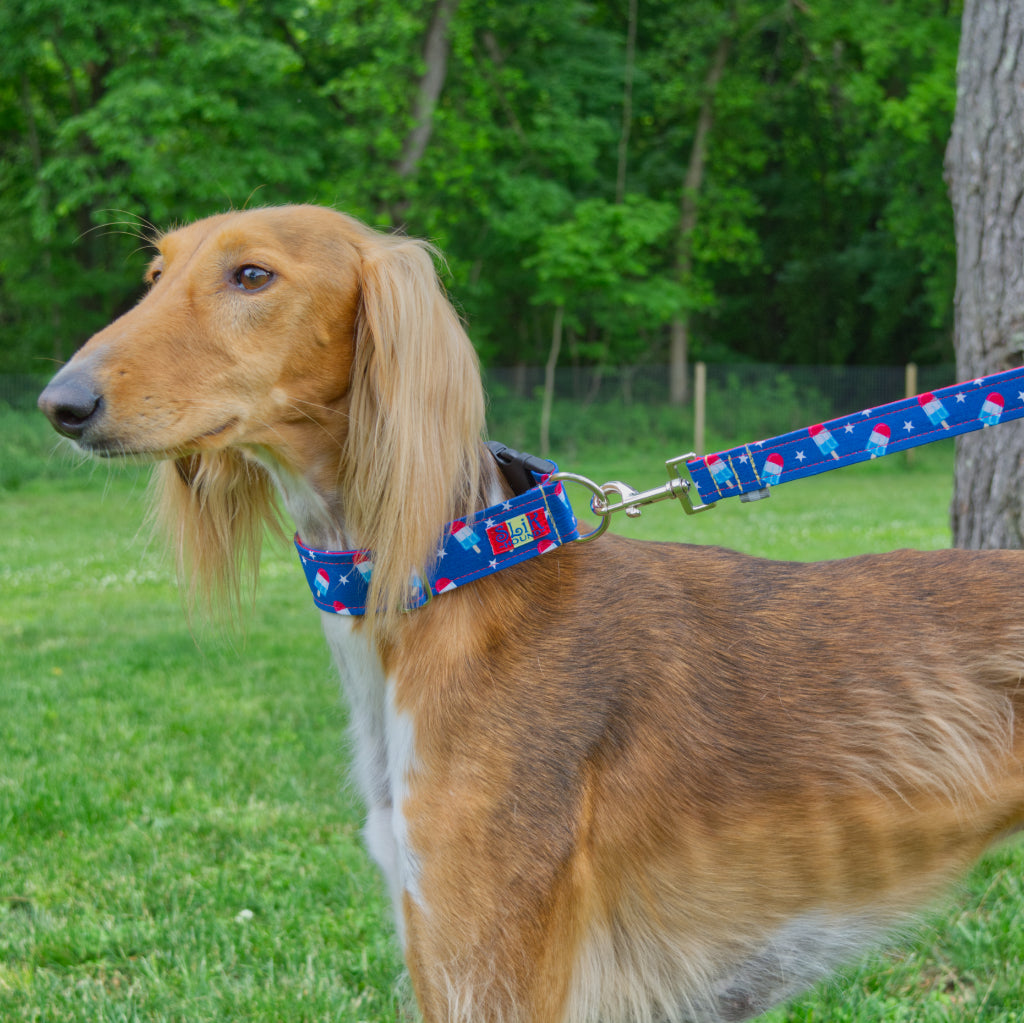 Red colored Saluki Dog wearing a matching red, white, and blue SLiK Hound collar and leash looking into the distance in a green grass yard with thick forest in the background.
