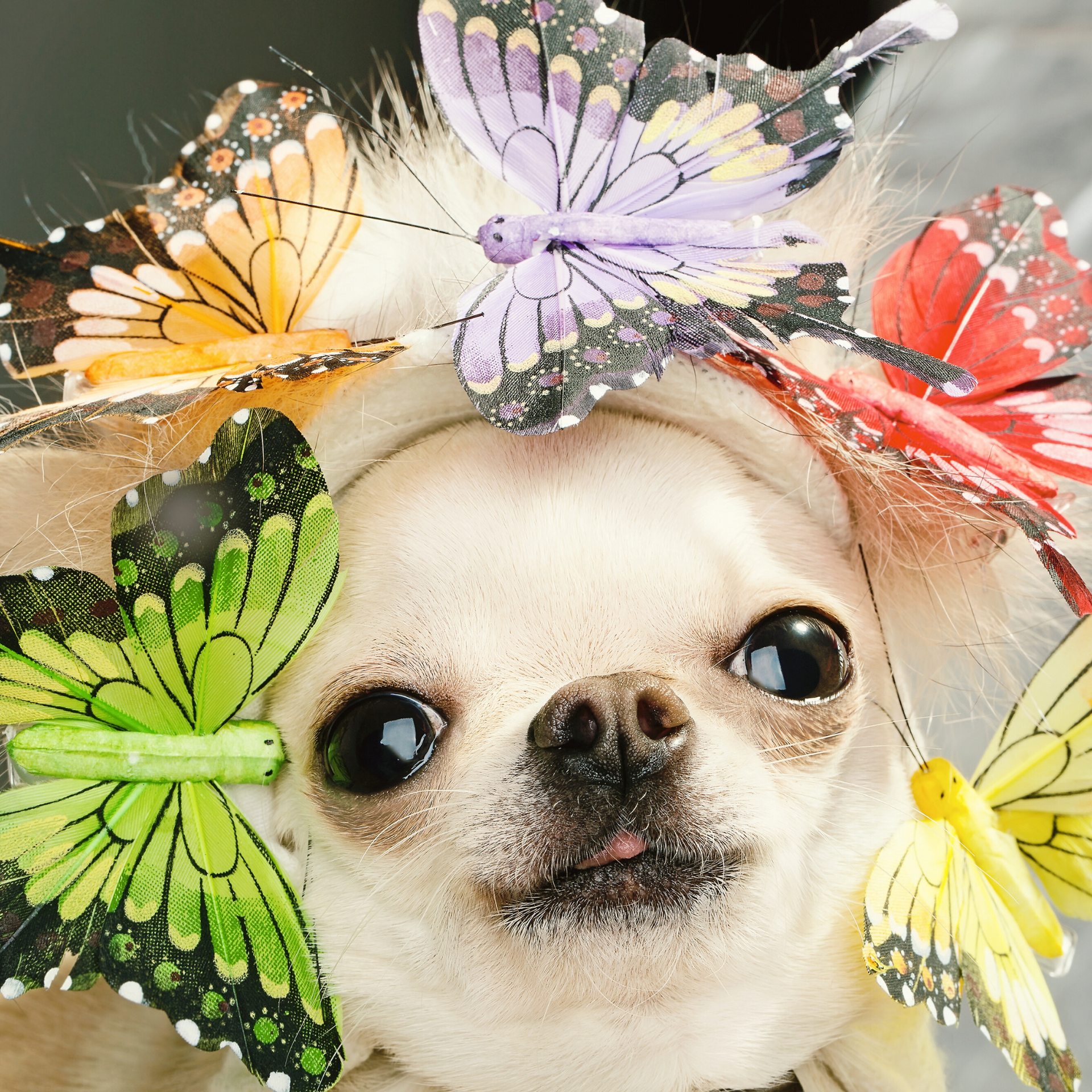 Little cute creme dog with big eyes wearing a colorful headband of butterflies surrounding her face.