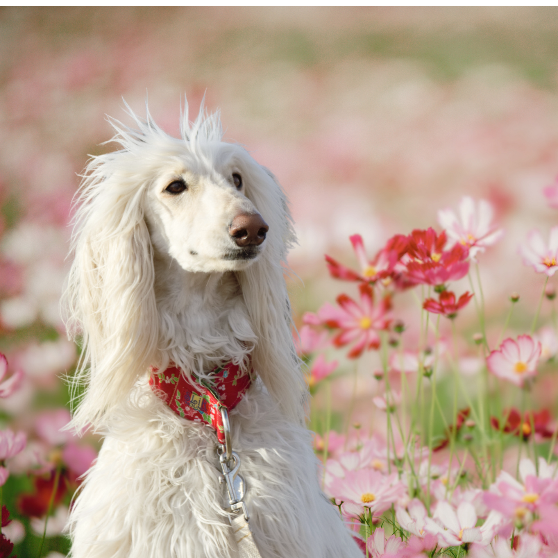 White fluffy afghan hound dog sitting in a field of pink, red, and white flowers wearing a red floral SLiK hound Dog Collar