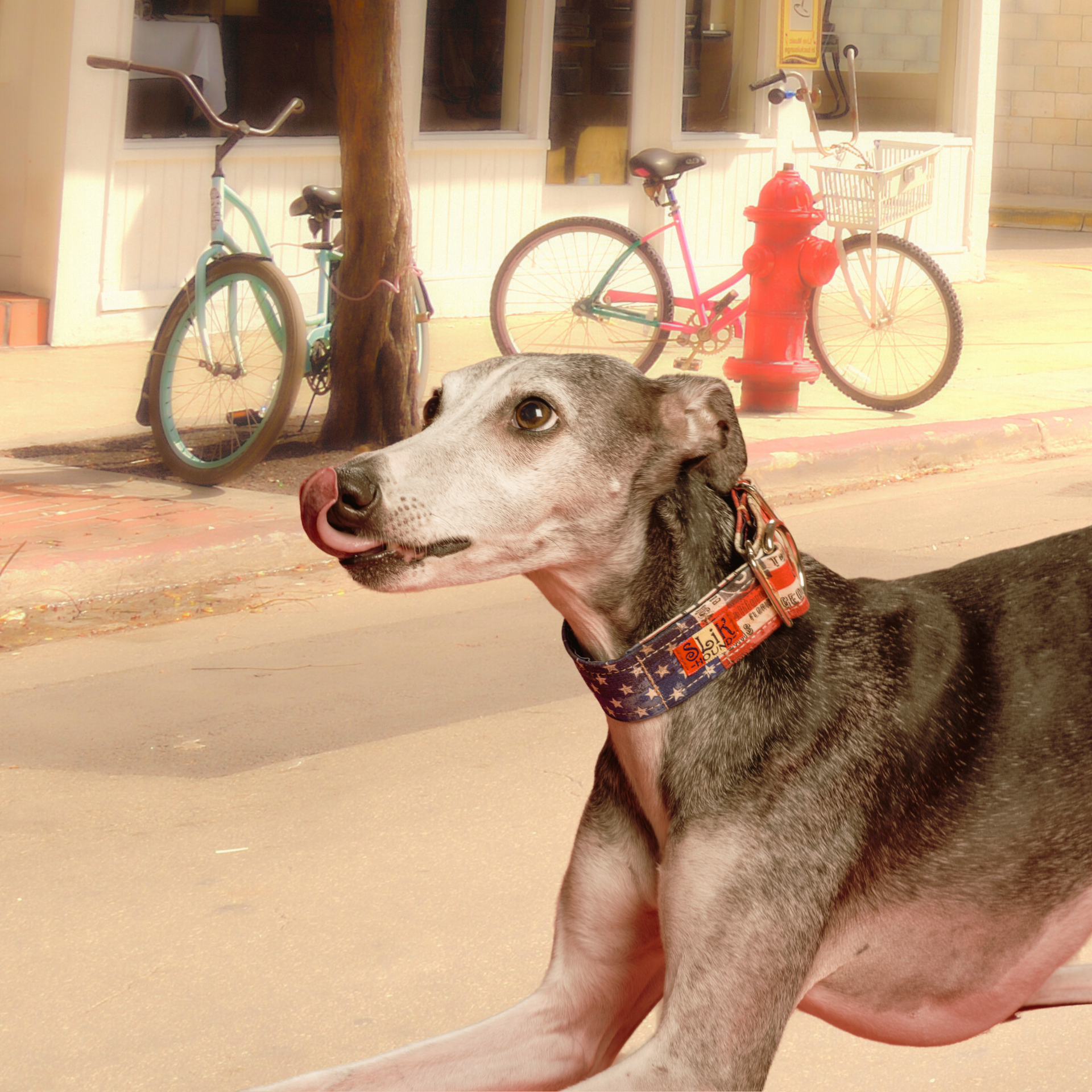 Black and white whippet licking it's nose waiting for a treat wearing a red, white, and blue boy themed SLiK Hound Collar on a city street with two colorful bicycles near a red fire hydrant in the background on the other side of the street