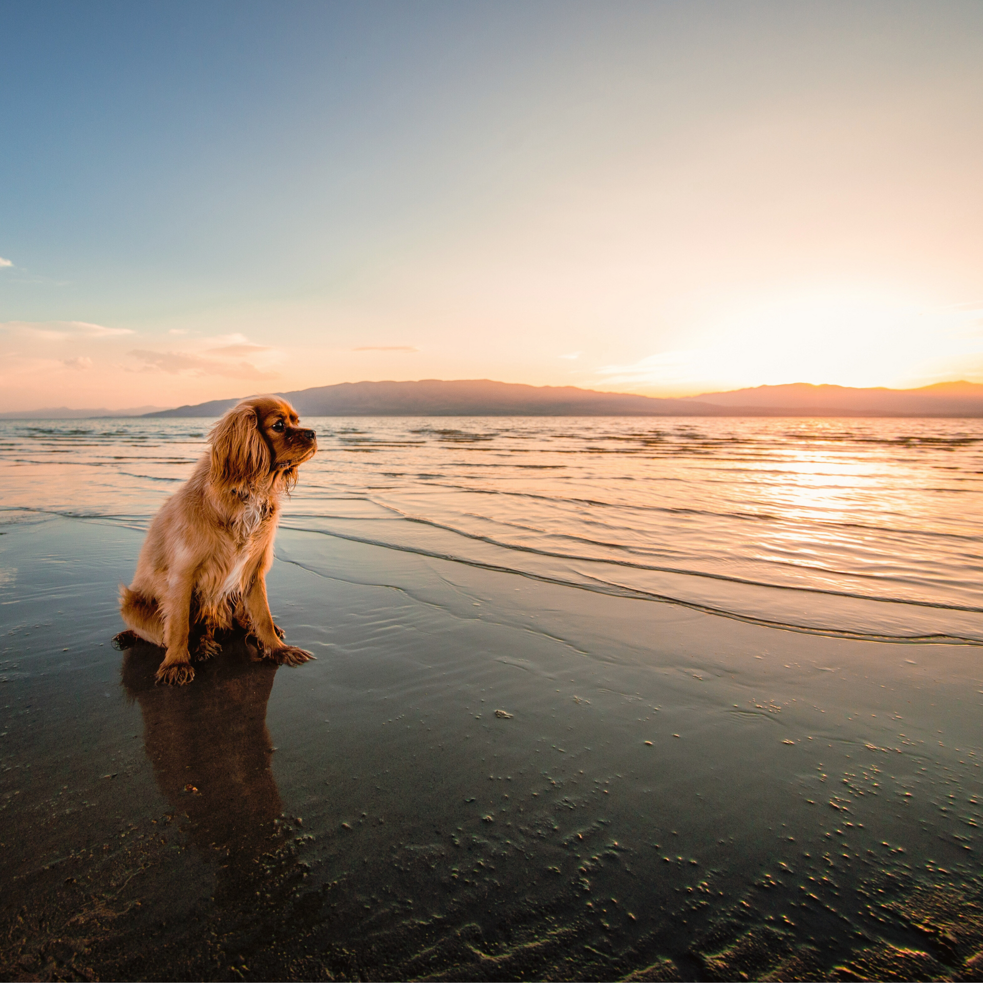 Fluffy golden dog sitting on the beach during sunrise wearing SLiK Hound Dog collar with blue sky and sun reflecting off surface of ocean water
