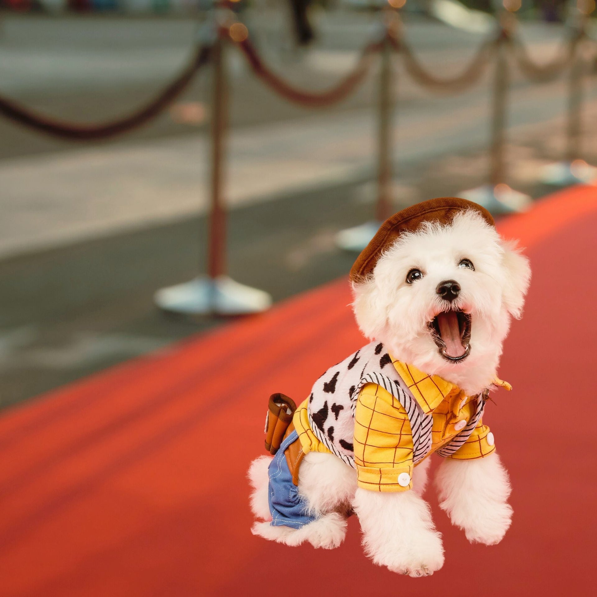 Small white fluffy dog wearing Disney Toy Story themed woody costume and collar on a red carpet at a movie premier 