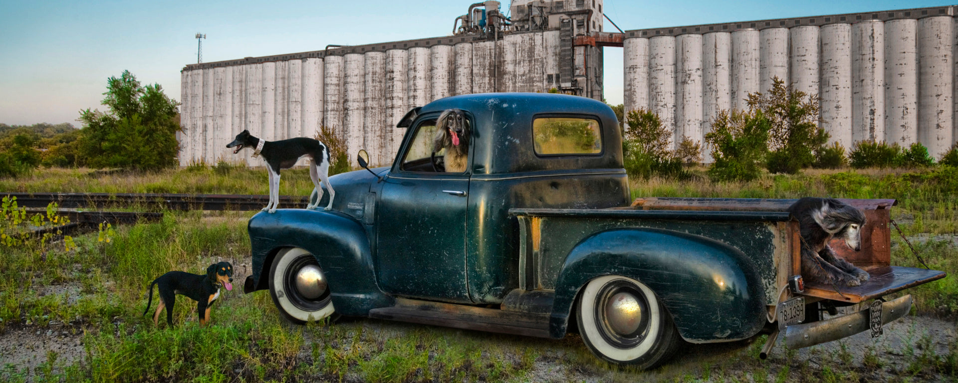 wide frame view of classic 50s green chevy truck near the railroad track of a massive abandon grain mill on the edge of Kansas City Southwest Blvd. 4 dogs are pictured one dark creme afghan hound has his head out of the drivers window with tongue out. One grey afghan is jumping out of the lower tail gate, One black and white whippet is standing on the front fender and a black puppy saluki is standing in the grass by the front bumper. Crystal clear blue sky overhead. This is the iconic SLiK Hound brand image