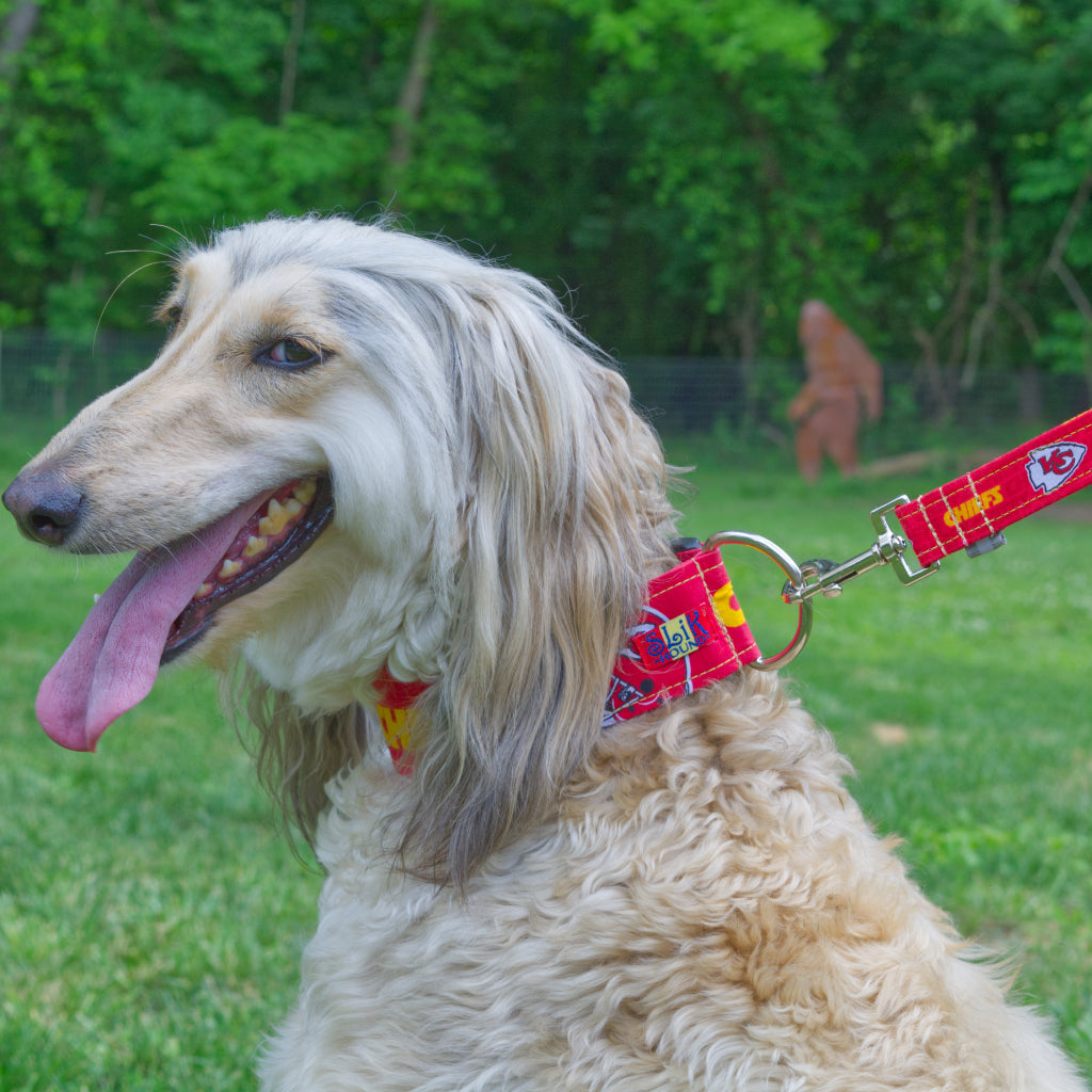 domino afghan hound mostly creme color with red tongue hanging out wearing matching SLiK Hound red Kansas City chiefs collar and leash with shining silver hardware.