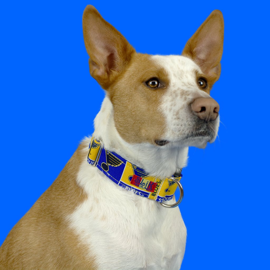 Stl Blues Dog Collar 