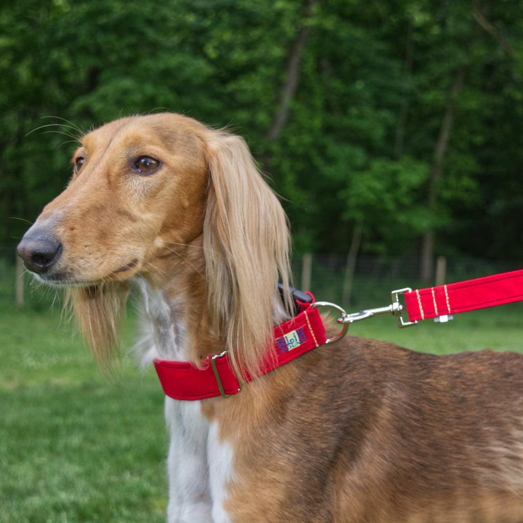 Red Saluki dog with white chest and long blonde ears looking into the distance. Wearing Matching Red SLiK Hound Reflective Leash and Dog Collar with yellow kevlar stitching pictures in a green yard with a dark green forest background.